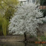 DSC_0487low