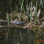 DSC_0758low