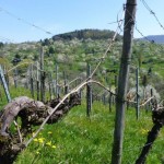 20150419_SAV_bi_Weinberge Metz-Neuhsn (6)