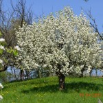 DSC_0058low