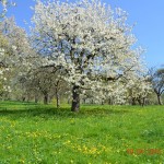 DSC_0074low