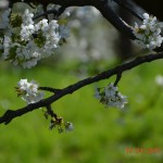 DSC_0077low