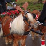 20161211_sav_bi_adventswanderung-25